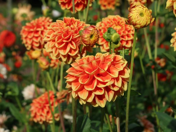 Panneaux solaires à alès : optimisez votre consommation d'énergie !